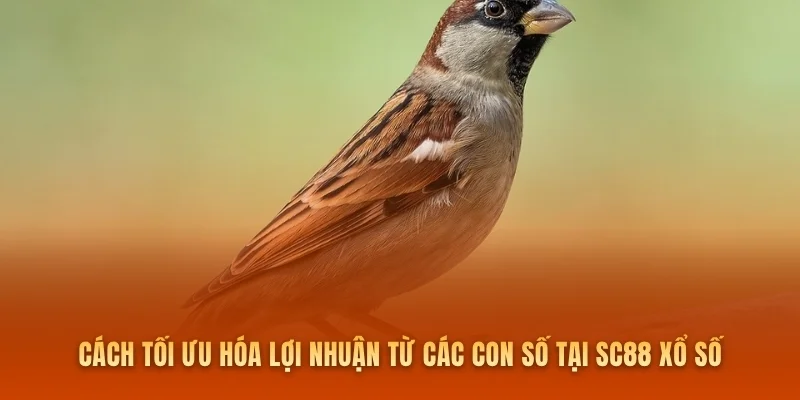 Cách tối ưu hóa lợi nhuận từ các con số tại SC88 xổ số