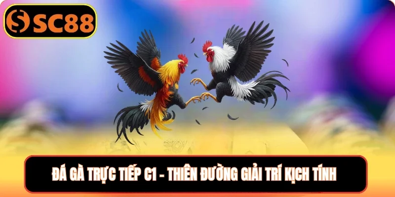 Đá gà trực tuyến c1 SC88 thumb